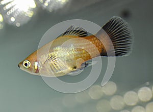 Platy fish  swimming in tropical exotic aquarium
