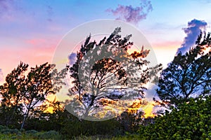 Colorful golden sunset sunrise tropical Caribbean palm trees jungle Mexico