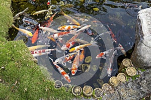 Colorful Goldfish, Carp, Water Pond