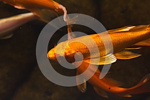 Colorful goldfish Japanese koi carp