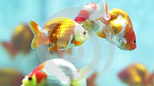 Colorful Goldfish swimming in the aquarium.