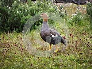 Colorful goose in grassland field nature