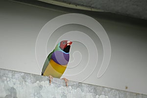 Colorful gouldian finch (Erythrura gouldiae) sitting on metal