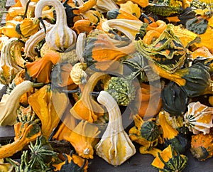 Colorful Gourds