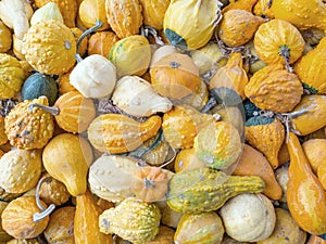 Colorful Gourds