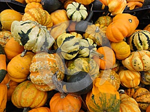 Colorful gourds and pumpkins