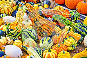 Colorful Gourds