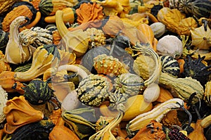 Colorful Gourds