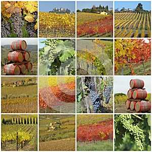 Colorful grape harvest time collage