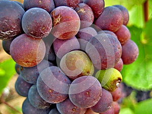 Colorful grapes on vine