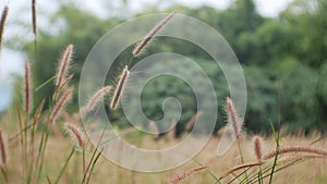 Colorful Grass flower with sunset for nature background, soft and blurred focus