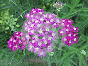 Colorful grass flowers wayside between sidewalk travel