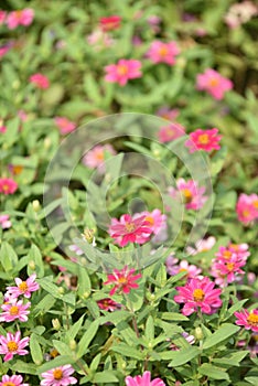 Colorful flowers flowers.colorful grass, white, yellow, pink, purple on the lawn next to the house.