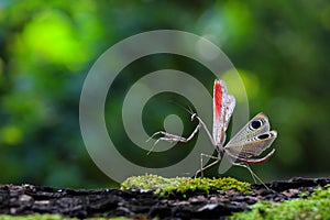 Colorful grasshopper `Pre-copulatory Peacock mantis` walking in the forest.