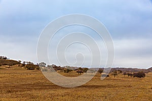 Colorful grassland golden autumn in Bashang grassland