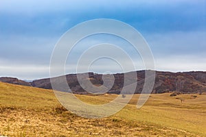 Colorful grassland golden autumn in Bashang grassland