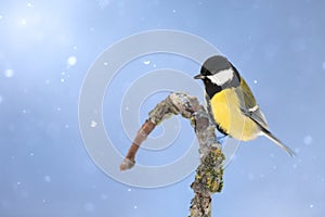 Colorful great tit Parus major perched on a tree trunk, photographed in horizontal, winter time, winter blue backgroun