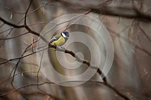 Colorful great tit sitting on branch in spring nature