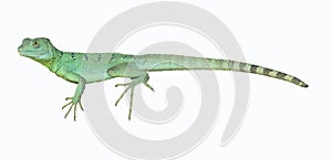 Colorful green basilisk lizard photo