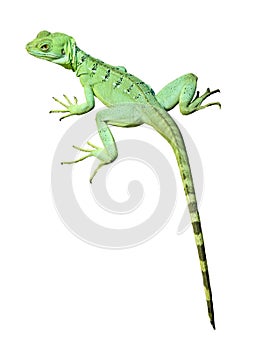 Colorful green basilisk lizard isolated photo