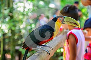 The colorful green-billed toucan sitting on the wood in Iguacu National Park on the background of blurry kids photo