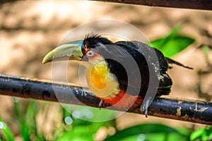 The colorful green-billed toucan sitting on the wood in Iguacu National Park photo