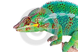 Colorful green Chameleon