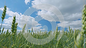 Colorful green field of unripe wheat with cloudy blue sky. Wheat field and sky with beautiful clouds. Slow motion.