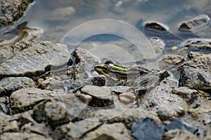 Colorful green frog with expressive eyes, sitting among rocks and vegetation. Inhabitant of rivers and swamps with blooming water