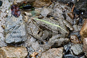 Colorful green frog with expressive eyes, sitting among rocks and vegetation. Inhabitant of rivers and swamps with blooming water