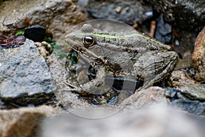 Colorful green frog with expressive eyes, sitting among rocks and vegetation. Inhabitant of rivers and swamps with blooming water