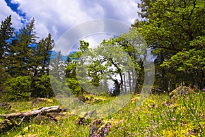 Colorful green glade surrounded by trees