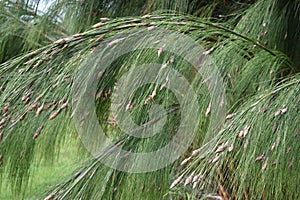 Colorful green grass plant in the Botanical Garden in Cape Town in South Africa