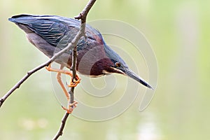 Colorful green heron Butorides virescens perches on a branch hanging over a pond