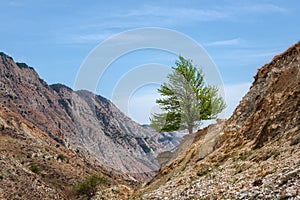 Colorful green landscape with lonely tree on diagonal rocky hill on background blue cloudy sky