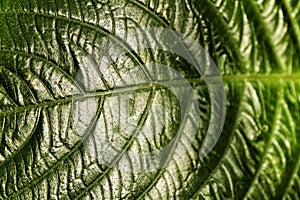 Colorful Green leaf and veins texture