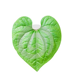 Colorful green leaves with line patterns in heart shape isolated on white background