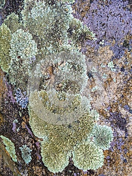 Colorful Green Lichen on Rock