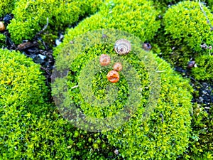 Colorful green moss with a shell.
