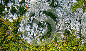 Colorful green moss texture. Photo depicting a bright bushy lichen on an old gray stone wall. Closeup, macro view.