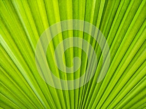 Colorful green palm leaf with lines pattern.