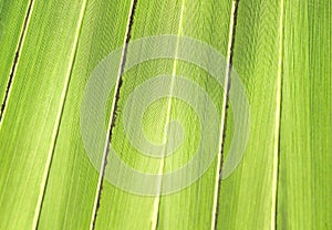 Colorful green palm leaves texture with line patterns and reflection sunlight from the sunrise for background