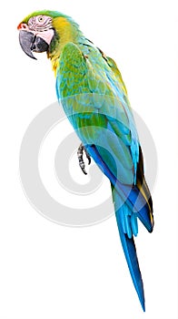 Colorful Green parrot macaw isolated