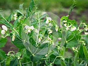Colorful Green peas.