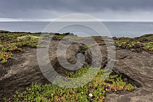 Colorful green red succulent plants growing on lava basalt beaches at the westcoast of Faial Island photo