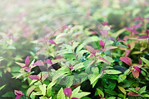 Colorful green red yellow background of leaves with blurred illumination rays. Toned