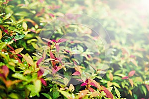 Colorful green red yellow background of leaves with blurred illumination rays. Toned