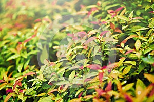 Colorful green red yellow background of leaves with blurred illumination rays. Toned