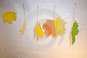 Colorful - green red yellow fall leaves hanged on clothesline with clips carved with a knife letters - F a l l isolated on white b