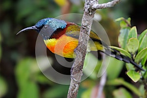 Colorful green tailed sunbird